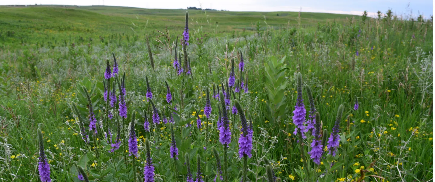Prairie landscape with lush green grass and tall purple stems of blazing stars.