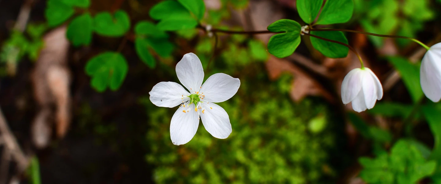 Woodland wildflowers