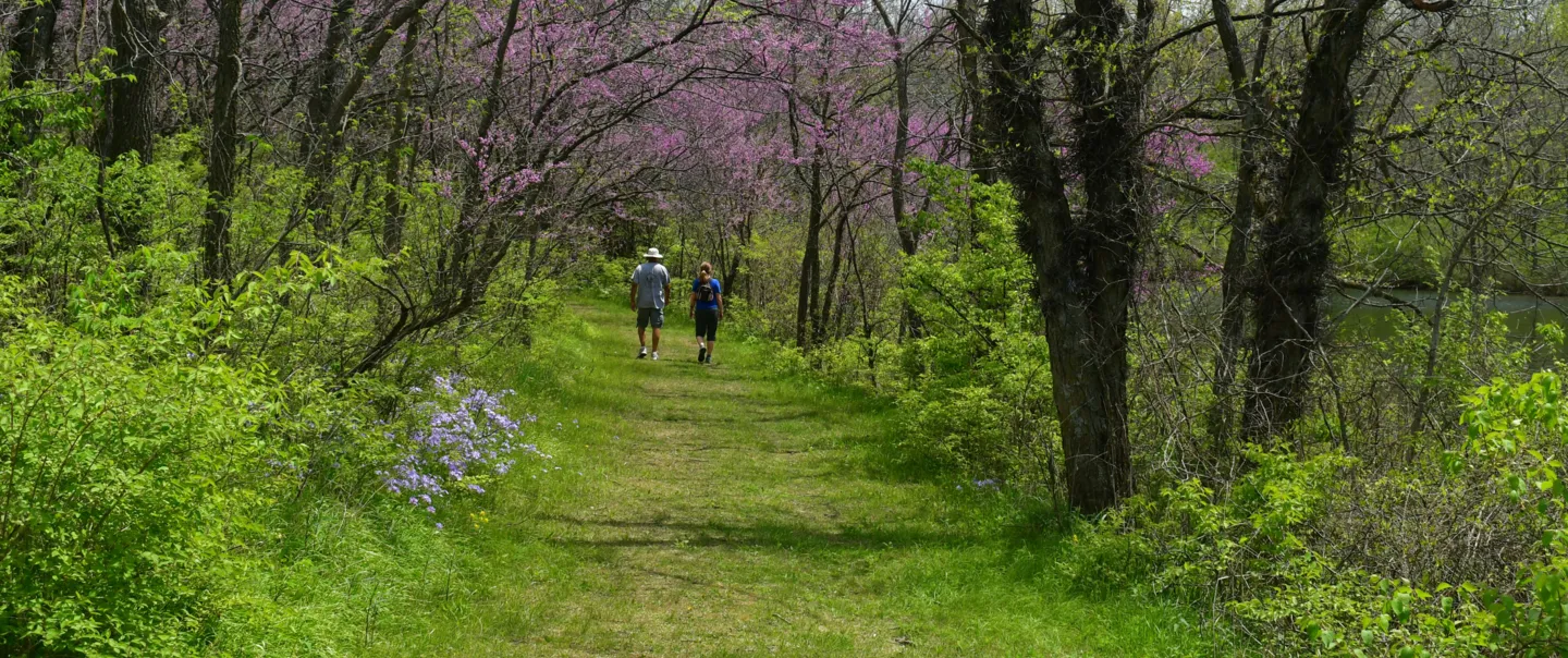Two people hiking away from the camera, with redbud trees on either side.