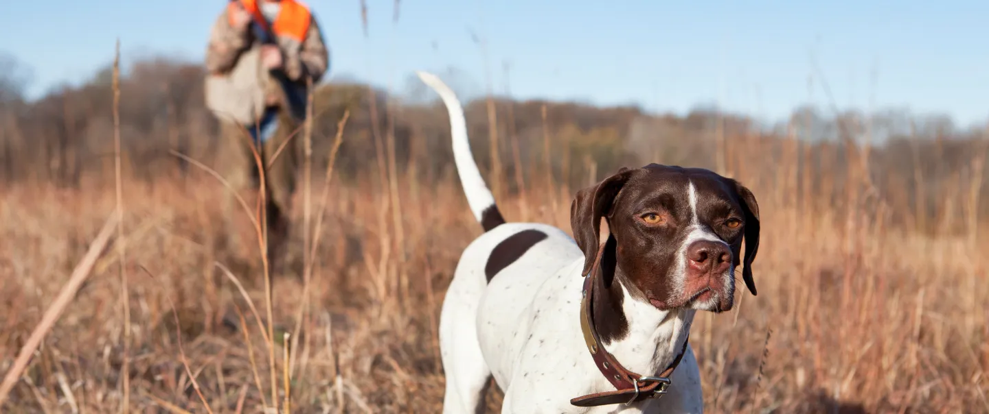 Hunting dog working in a fall field.