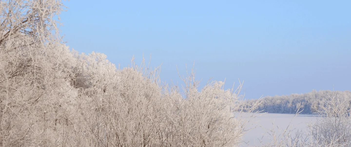 Iowa winter scene with blue sky, frosty trees and snow.