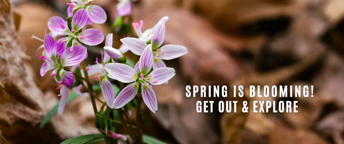 Wildflowers with tag line spring is blooming, get out and explore.