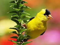 American goldfinch, small yellow bird that has black on it's forehead and wings.