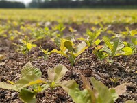 Swamp White Oak Seedlings