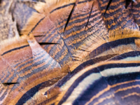 Photo of turkey feathers, showing different layers of browns, blacks and white.