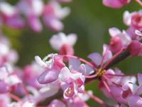Buds from the red haw tree, some white with light to dark pink.