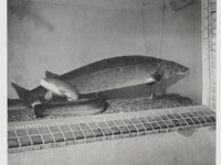Oscar the lake sturgeon  She made her debut appearance at the 1925 Iowa State Fair 
