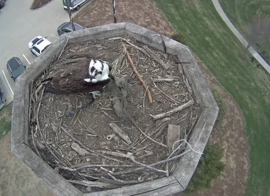 Osprey sitting on a nesting platform.