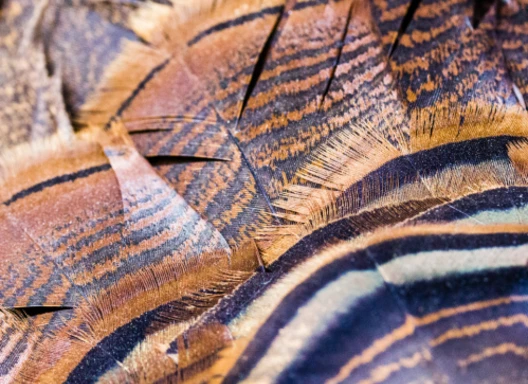 Photo of turkey feathers, showing different layers of browns, blacks and white.