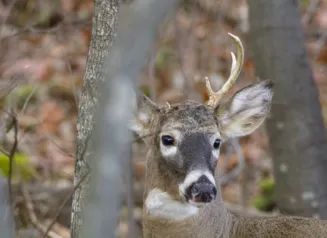 A small-antlered young white-tailed buck deer