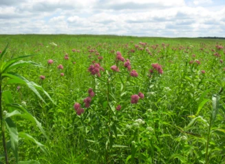 A wide shot of purple prairie flowers and tall green grasses