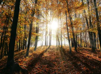 Tall autumn trees in a forest with sunshine peeking through