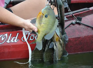 Person grasping a fish that is still on the hook and pulling into a boat.