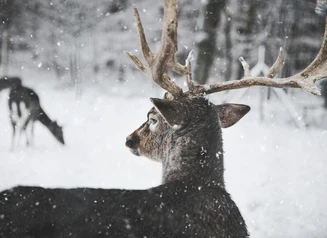 A male deer with antlers stands in the snow