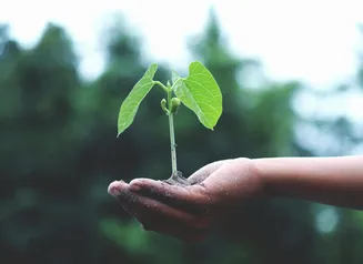 A hand holds the seedling of a tree