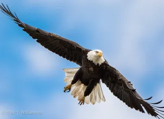 An adult bald eagle with its wings stretched out in flight against a blue sky dotted with white clouds.