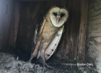 Barn owl looking straight at the camera.