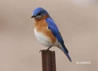 bluebird sitting on a fence post with a white belly, orange crop and blue feathers on head and down the back