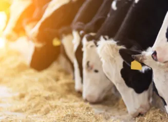 Photo of cows eating within a barn setting.