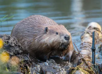 Beaver near a dam on a river.