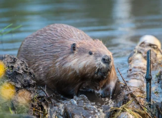 Beaver near a dam on a river.