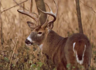 Whitetail buck standing among trees looking back over his left shoulder.