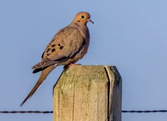 Dove sitting on top of a fence post before a blue sky.