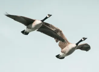 Two geese flying.