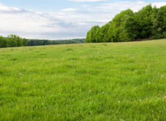 Lush green grass on a slight sloping hill with trees in the background and blue sky.
