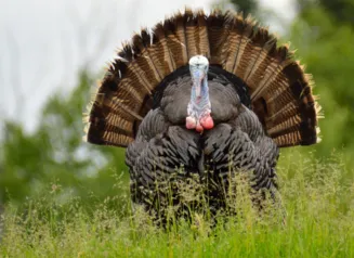 Turkey tom facing the camera with his tail spread in back in a lush spring field.