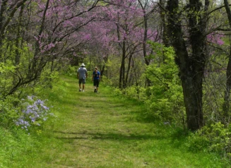 Springtime hiking with lush grass and redbud trees.