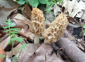 two small morel mushrooms emerging from a forest floor in early spring