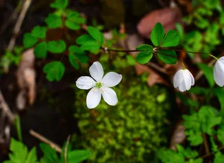 Woodland wildflowers