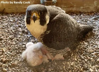 Adult Peregrine Falcon and nestlings sit in a shallow "scrape" that serves as a nest. Photo by Randy Cook.