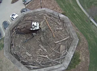 Osprey sitting on a nesting platform.