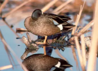 Blue winged teal in a marsh with it's reflection in the water.