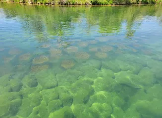 Bluegill spawning beds on a reef at Praire Rose Lake