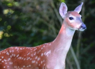 This image shows a young deer