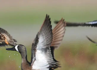 Blue winged teal taking wing in a field.