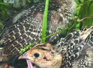 pheasant chick broods