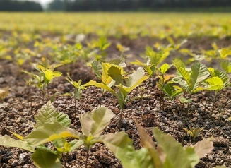 Swamp White Oak Seedlings