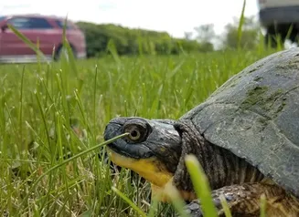 Blanding's turtle, a threatened species in Iowa, crossing a road. Photo by Iowa DNR.