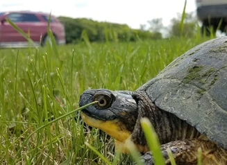 Blanding's turtle, a threatened species in Iowa, crossing a road. Photo by Iowa DNR.