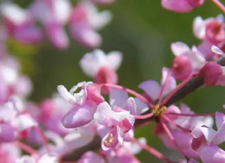Buds from the red haw tree, some white with light to dark pink.