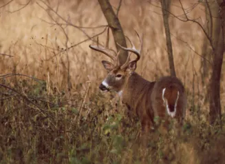 Buck whitetail standing in fall foliage. 