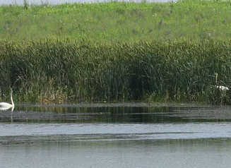 A trumpeter swan keeps a watchful eye from a restored wetland on Spring Run, as its mate hides nearby.