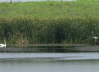 A trumpeter swan keeps a watchful eye from a restored wetland on Spring Run, as its mate hides nearby.
