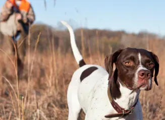 Hunting dog working in a fall field.