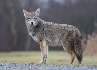 Coyote standing full profile, grey body with brownish socks.