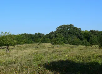 Oaks that were replanted to recreate a savanna.